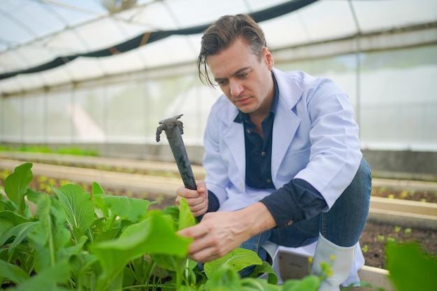 Scientifique travaillant dans une ferme hydroponique à effet de serre concept d'aliments propres et de science alimentaire