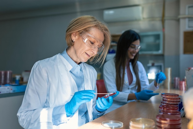 Scientifique travaillant avec une plaque de Pétri pour analyse au microscope du laboratoire Médecin travaillant et examinant des cultures dans des boîtes de Pétri dans le laboratoire de microbiologie