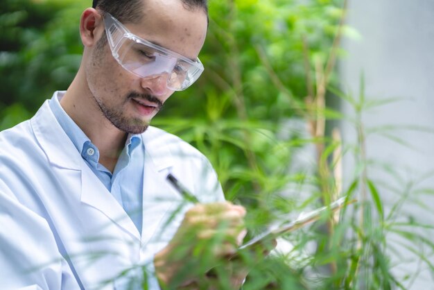 Scientifique vérifiant les plantes de chanvre de cannabis biologique dans une serre de mauvaises herbes. Concept de légalisation à base de plantes pour la médecine alternative avec de l'huile de CBD, pharmaceutique commerciale dans l'industrie de la médecine