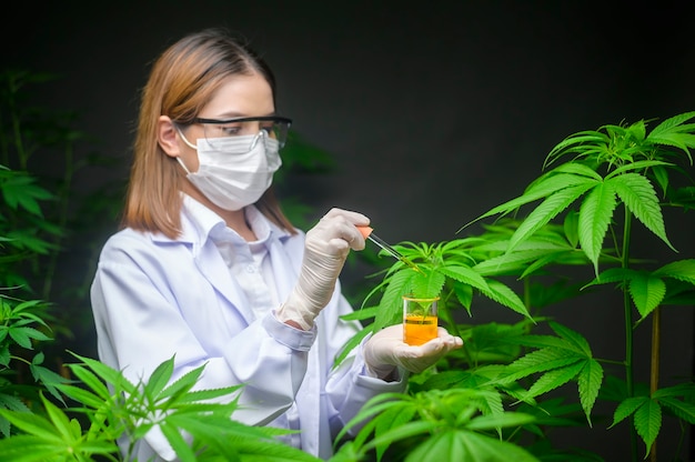 Un scientifique vérifie et analyse une expérience sur le cannabis, tenant un bécher d'huile de CBD dans un laboratoire