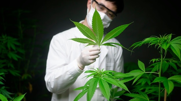 Le scientifique vérifie et analyse des feuilles de cannabis pour l'expérimentation, une plante de chanvre pour l'huile de CBD pharmaceutique à base de plantes dans un laboratoire