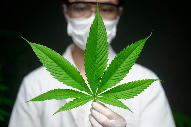 Le Scientifique Vérifie Et Analyse Des Feuilles De Cannabis Pour L'expérimentation, Une Plante De Chanvre Pour L'huile De Cbd Pharmaceutique à Base De Plantes Dans Un Laboratoire