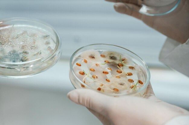 Photo des scientifiques masculins et féminins tiennent des récipients avec des recherches de laboratoire sur le trichoderma et la sclérotinie.