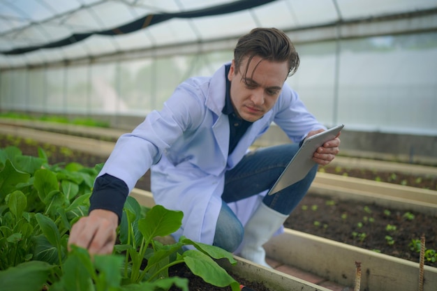 Scientis analyse des plantes de légumes biologiques dans un concept de serre de technologie agricole