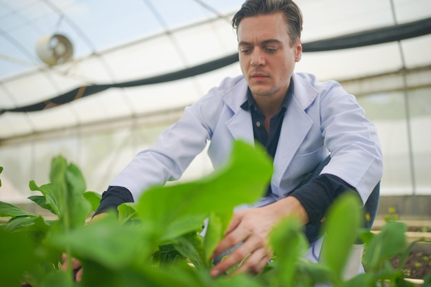 Scientis analyse des plantes de légumes biologiques dans un concept de serre de technologie agricole