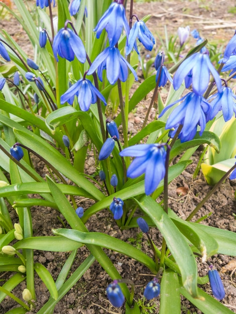 Scilla en fleurs dans le jardin botanique