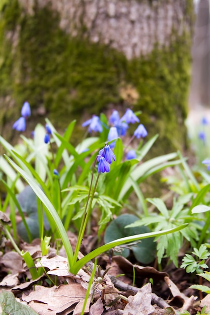 Scilla en fleurs sur un terrain forestier.