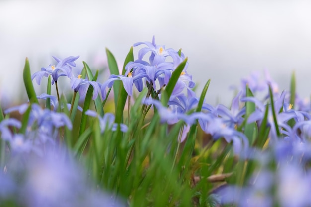 Scilla luciliae belle primevère printanière sur fond de neige avec des fleurs bleues ou violettes