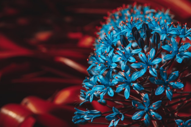 Scilla peruviana péruvienne fleur qui fleurit au printemps Espace de copie Mise au point sélective