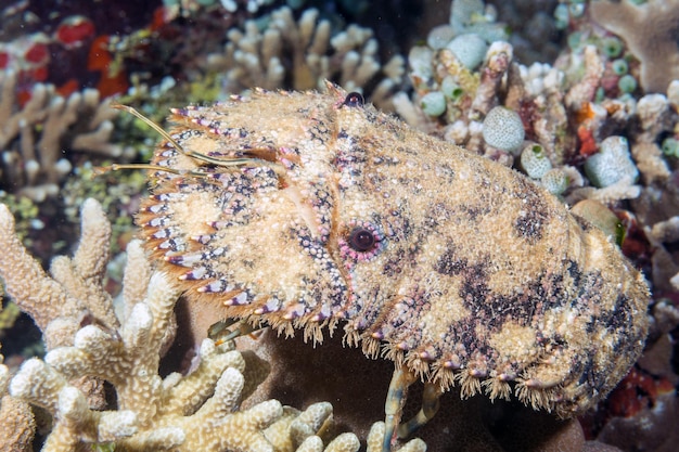 Scille de mer sous l'eau portrait en gros plan