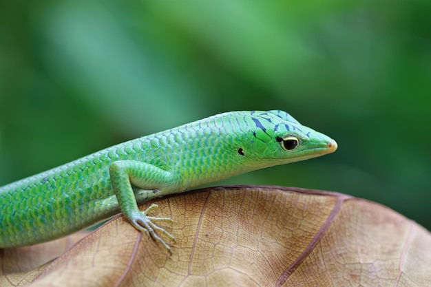 Scinque d'arbre d'émeraude sur le plan rapproché sec de reptile de feuilles