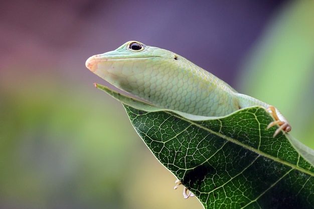 Scinque d'arbre d'émeraude sur le plan rapproché vert de reptile de feuilles