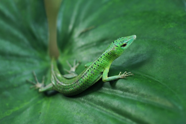 Le scinque des arbres verts ou le scinque vert émeraude devient de plus en plus populaire dans le commerce des animaux exotiques