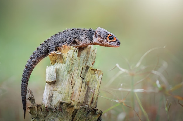 scinque crocodile sur arbre