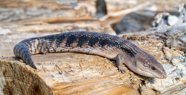 Scinque à langue bleue commune - Tiliqua scincoides - Lézard à langue bleue, fièvre catarrhale du mouton commune.