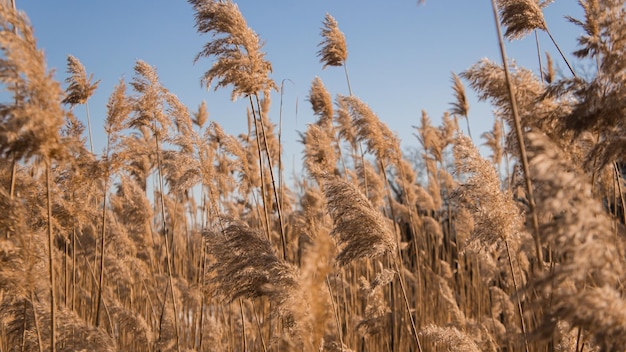 Scirpus jaune près de la rivière en hiver