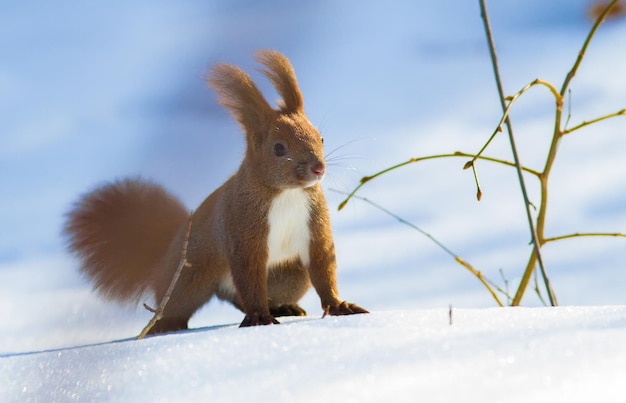 Sciurus vulgaris matin ensoleillé d'hiver la neige fraîche est tombée l'écureuil roux tourne autour à la recherche de noix