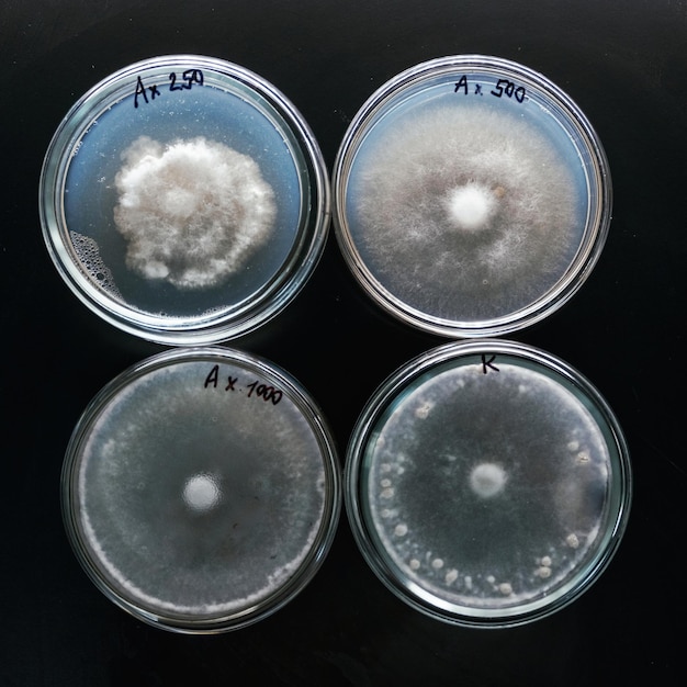 Photo sclerotinia en laboratoire dans les récipients spéciaux arrondis