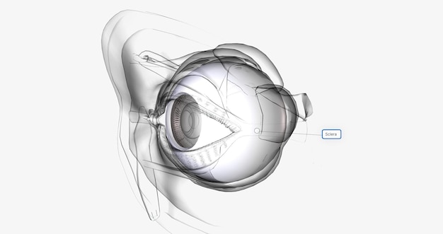 La sclérotique est la paroi externe blanche de l'œil