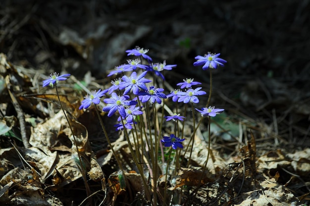 Sclla en fleurs au printemps dans la forêt libre