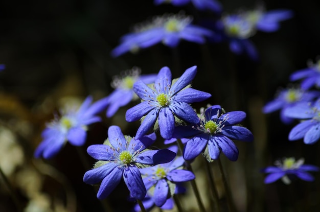 Sclla en fleurs au printemps dans la forêt libre