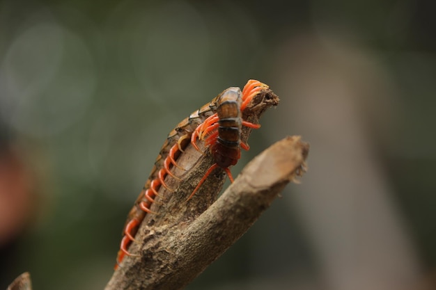 Scolopendra subspinipes est une espèce de très gros mille-pattes que l'on trouve dans toute l'Asie de l'Est