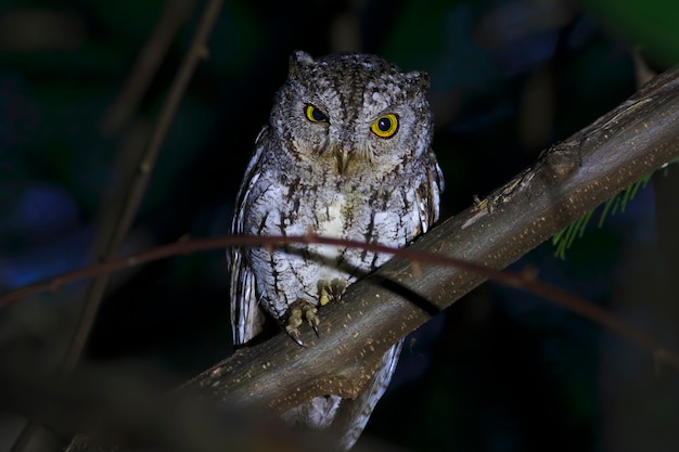 Scops-Owl Otus sunia de beaux oiseaux de Thaïlande