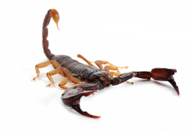 scorpion brun isolé sur fond blanc