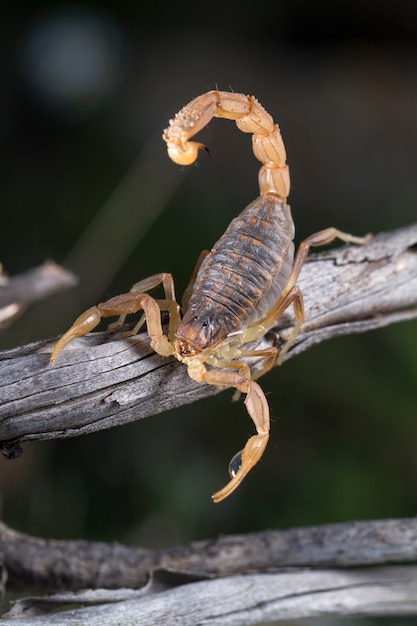 Scorpion de Buthus (Scorpio occitanus)