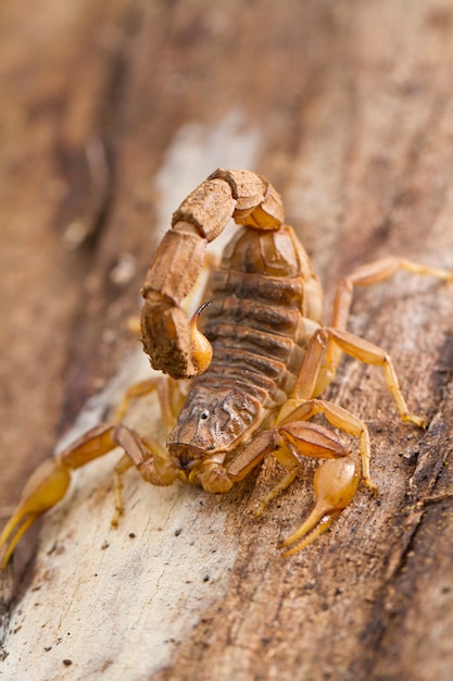 Scorpion buthus
