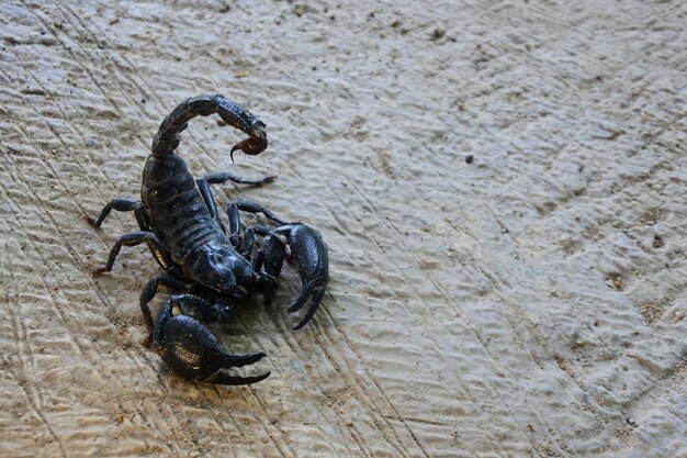 Photo scorpion empereur noir sur le sable