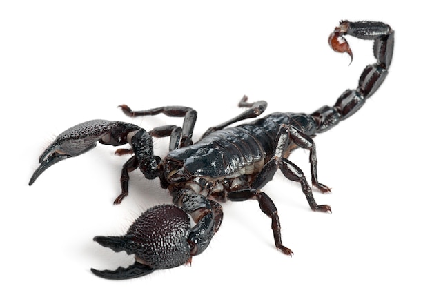 Scorpion empereur - Pandinus imperator