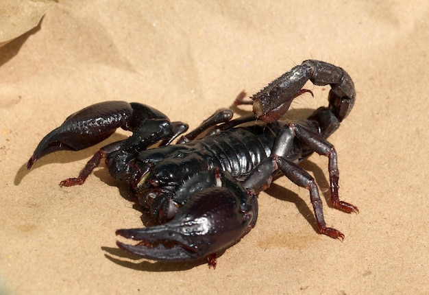 Scorpion sur fond marron