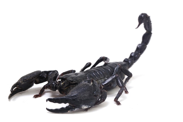 Scorpion de la forêt asiatique noire (Heterometrus) isolé