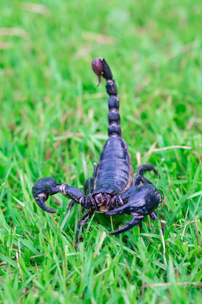 Scorpion sur l'herbe