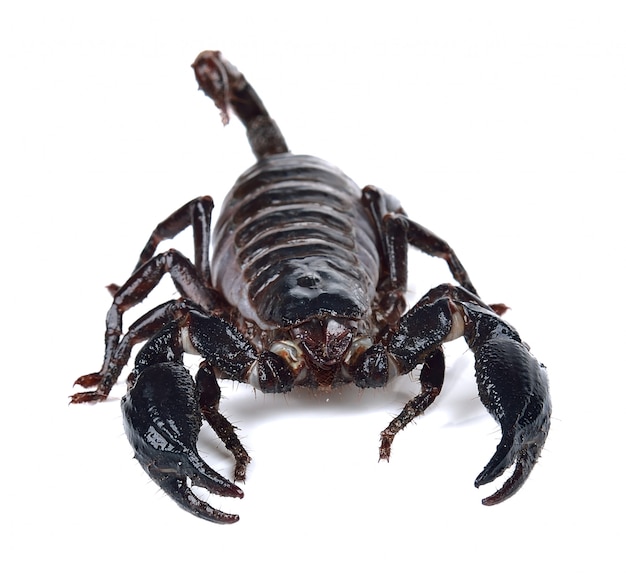 Scorpion isolé sur blanc avec fond