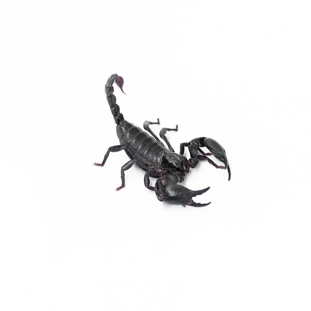 Scorpion isolé sur blanc