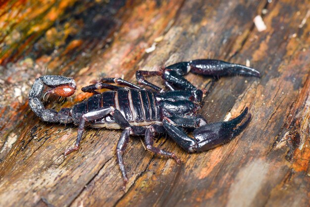 Photo scorpion sur le jardin intropical en bois