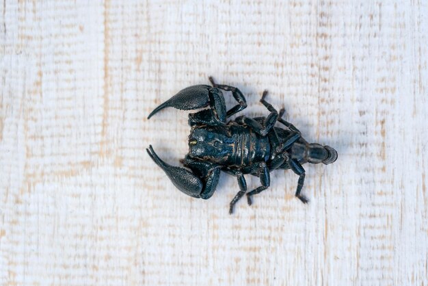 Scorpion noir asiatique sur fond de bois blanc dans l'île d'Ubud Bali Indonésie Gros plan