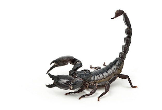 Scorpion noir sur fond blanc