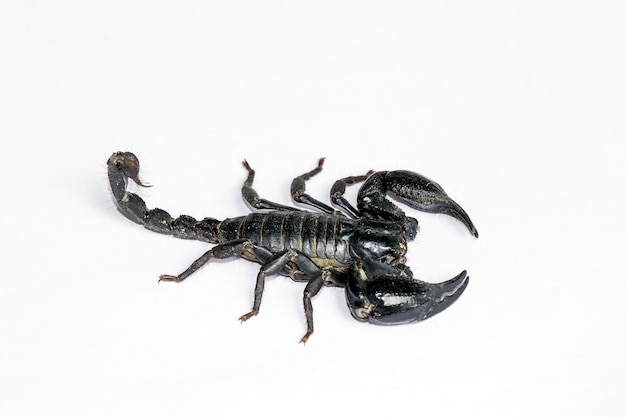 Photo scorpion noir isolé sur fond blanc