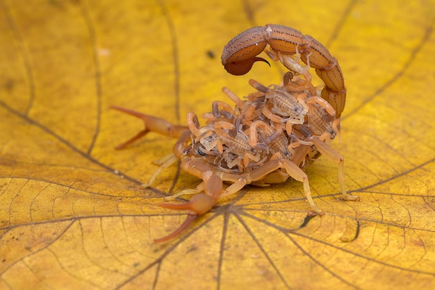 Scorpion ramène des bébés sur son dos