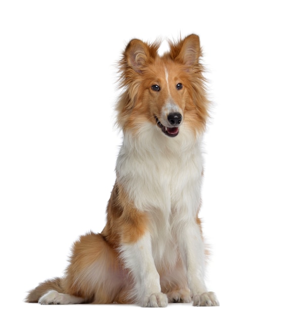 Scotch Collie, assis, isolé sur blanc