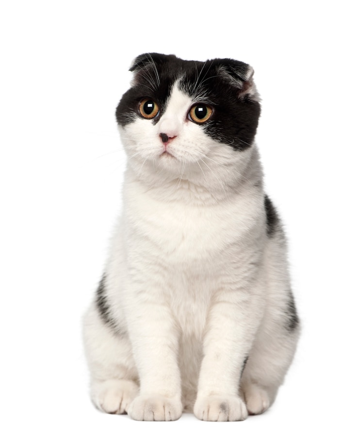 Photo scottish fold, 6 mois, assis