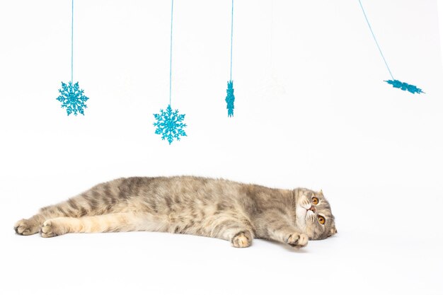 Scottish fold cat chat écossais argenté jouer avec des flocons de neige hiver confortable sur fond blanc