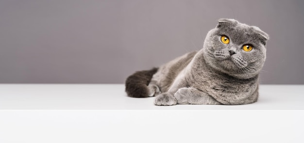 Scottish fold ou chat British Shorthair allongé sur un tableau blanc avec espace de copie pour le texte individuel