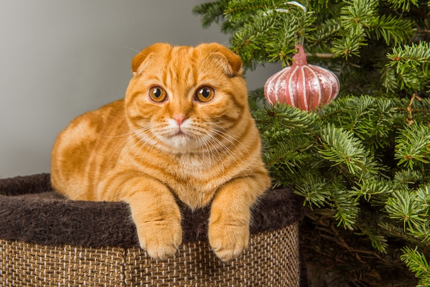 Scottish Fold chat rouge est assis près de l'arbre de Noël