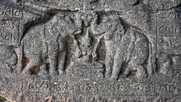 Sculptures d'éléphants de polonnaruwa au sri lanka