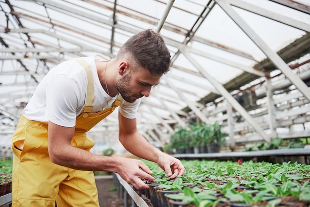 Se concentrer au travail. Joli fermier barbu mâle prenant soin des fleurs dans la serre.