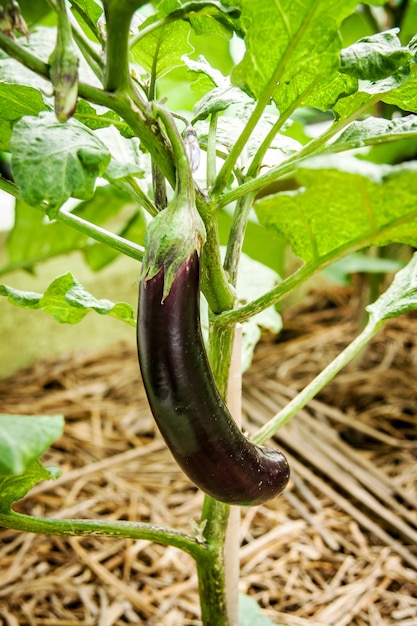 se concentrer aubergine (brinjal) arbre dans la ferme